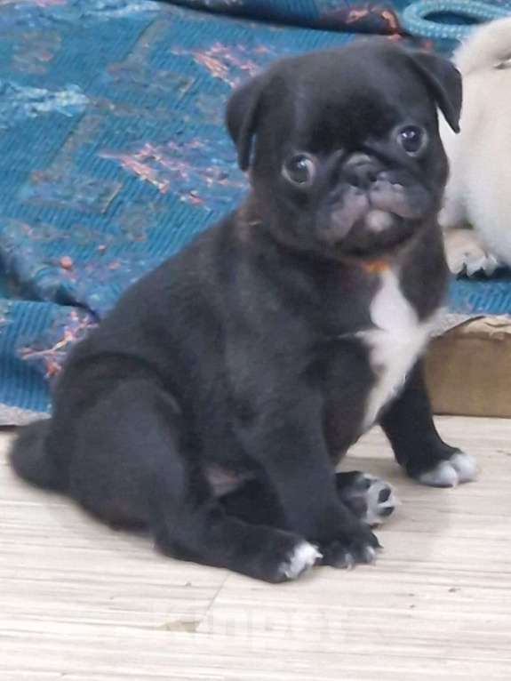 Собаки в Чите: Очаровательные щенки мопса Девочка, 45 000 руб. - фото 6