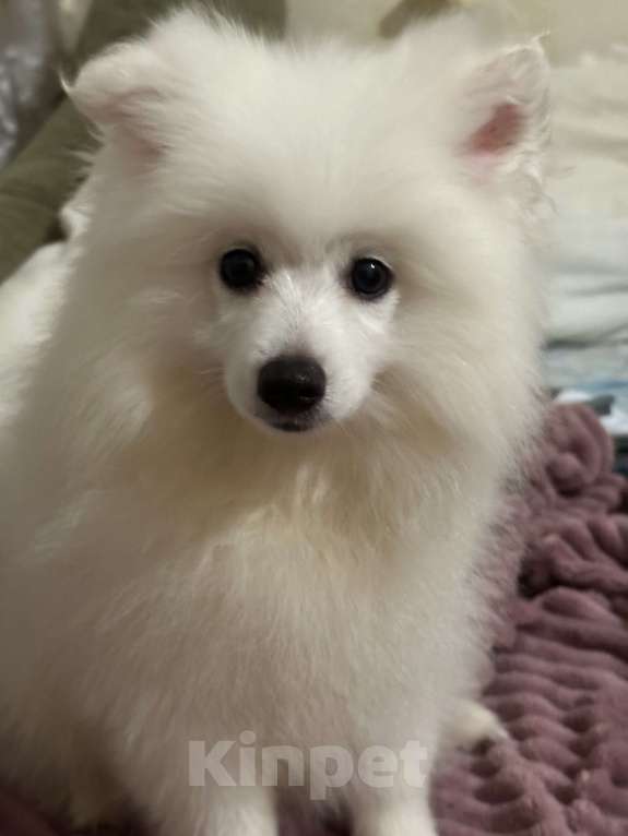 Собаки в Москве: Белый малый немецкий шпиц Мальчик, 35 000 руб. - фото 2