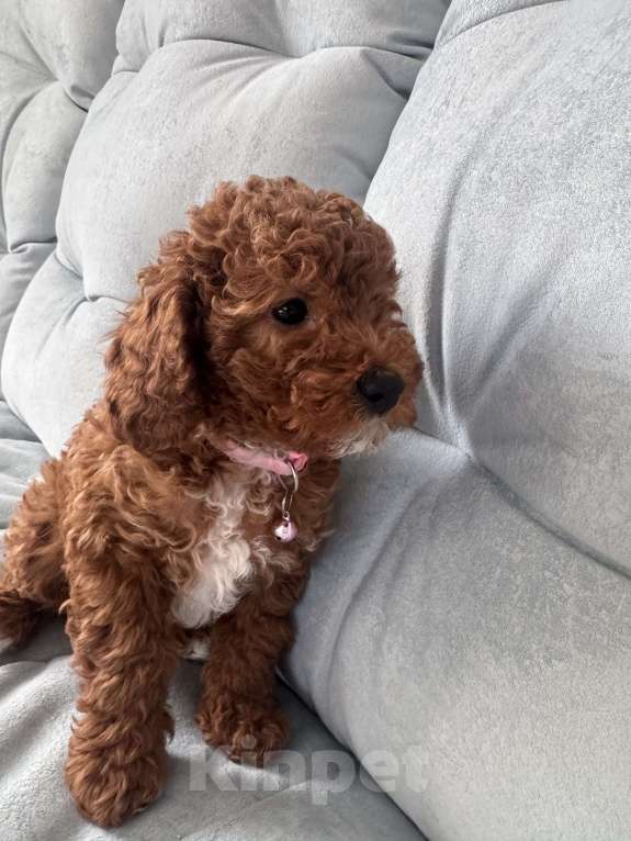 Собаки в Москве: Той пудель девочка 🩷 Девочка, 80 000 руб. - фото 6