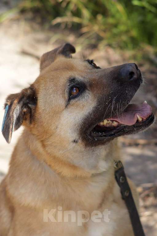 Собаки в Москве: Хана: звезда, которая ждет своего часа!  Девочка, Бесплатно - фото 6