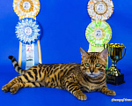 Кошки в Симферополе: Продаются бенгальские котята, 30 000 руб. - фото 6