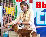 Собаки в Самаре: Доступен для вязки, 20 000 руб. - фото 1