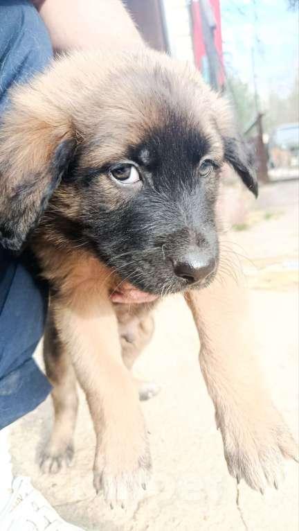 Собаки в Лобне: Отдам щенка Мальчик, Бесплатно - фото 1