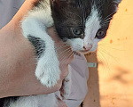 Кошки в Подольске: Котята Мальчик, 1 руб. - фото 2
