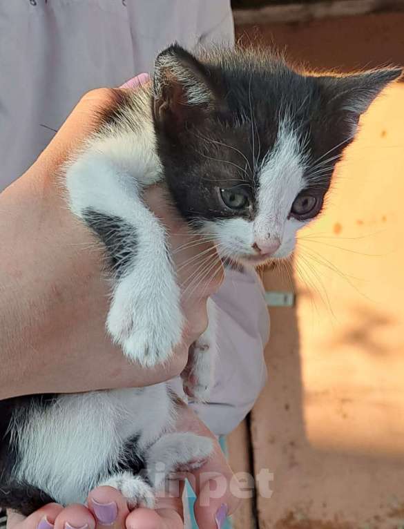 Кошки в Подольске: Котята Мальчик, 1 руб. - фото 2