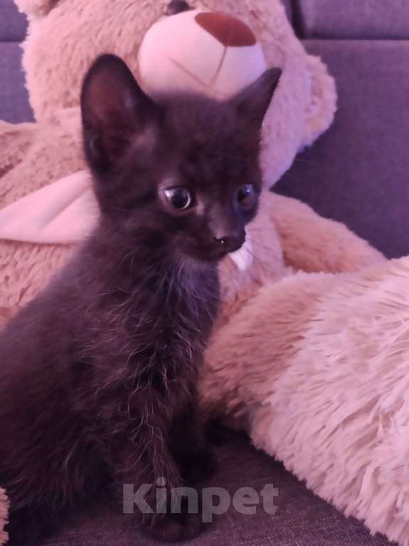 Кошки в Первоуральске: Отдам в хорошие руки кошечек Девочка, 1 руб. - фото 2