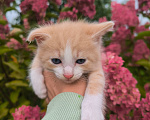 Кошки в Москве: Котенок 1 месяц Мальчик, Бесплатно - фото 1
