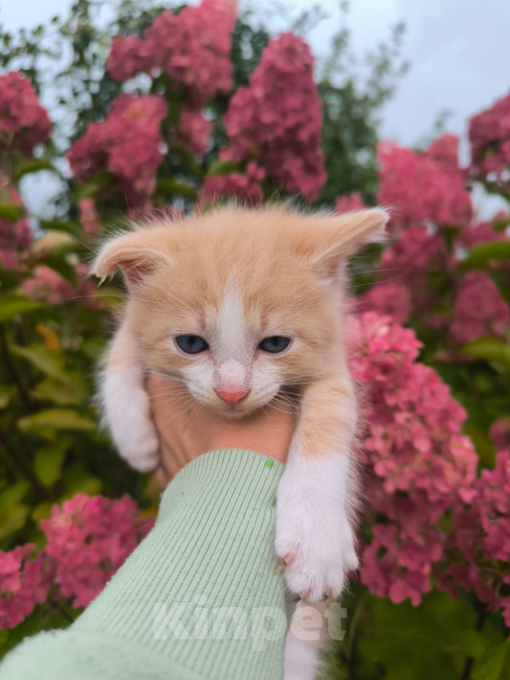 Кошки в Москве: Котенок 1 месяц Мальчик, Бесплатно - фото 1