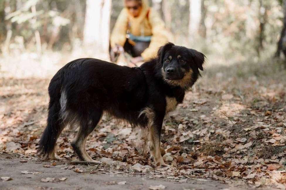 Собаки в Москве: Лури ищет дом Девочка, Бесплатно - фото 6