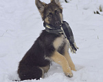 Собаки в Осташкове: Предлагаем щенков ВЕО  Мальчик, 35 000 руб. - фото 2