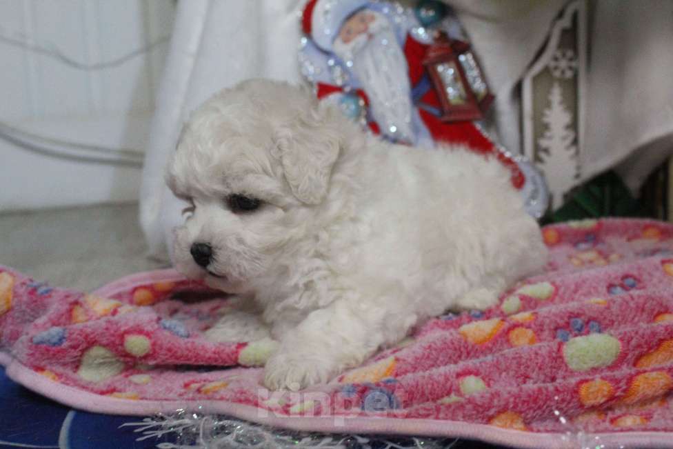 Собаки в Нижнем Новгороде: Щенок. Документы РКФ Мальчик, 70 000 руб. - фото 2