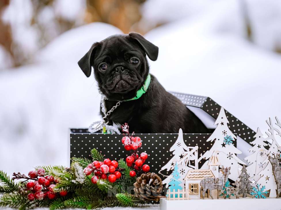 Собаки в Новосибирске: Мопс Софа Мармеладова Девочка, 60 000 руб. - фото 1