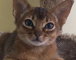 Кошки в Верее: Абиссинские котята  Девочка, 15 000 руб. - фото 4