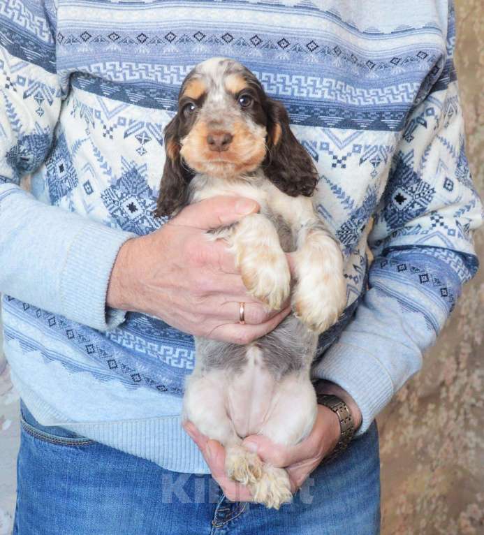 Собаки в Переславле-Залесском: Английского кокера щенок Девочка, 70 000 руб. - фото 2