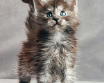 Кошки в Москве: Мальчик из серебристого тумана ищет друга!  Мальчик, 50 000 руб. - фото 2