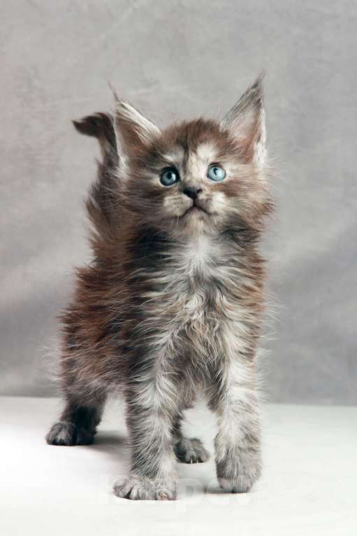 Кошки в Москве: Мальчик из серебристого тумана ищет друга!  Мальчик, 50 000 руб. - фото 2