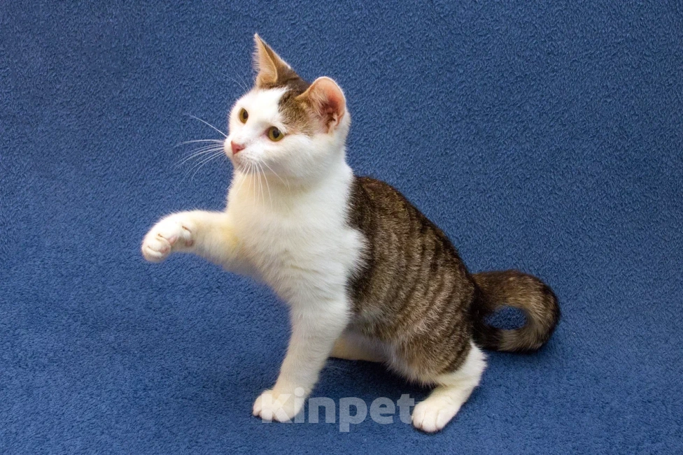 Кошки в Москве: Котенок мальчик в добрые руки Мальчик, 10 руб. - фото 7