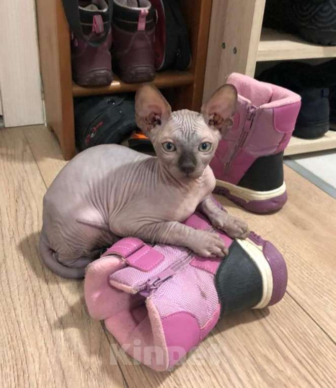 Кошки в Москве: Мальчик шоколад  Мальчик, 30 000 руб. - фото 1