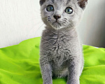 Кошки в Владимире: котята породы русская голубая Мальчик, 35 000 руб. - фото 1