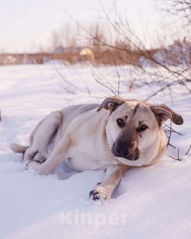 Собаки в других городах Московской области: Два веселых брата в поиске дома и любящих хозяев Мальчик, Бесплатно - фото 9