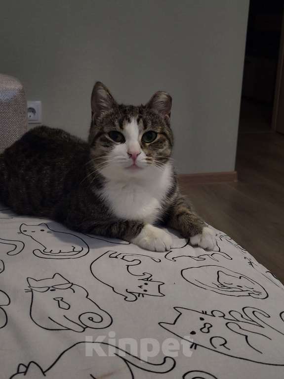 Кошки в Санкт-Петербурге: Ласковая кошечка ищет дом Девочка, Бесплатно - фото 5