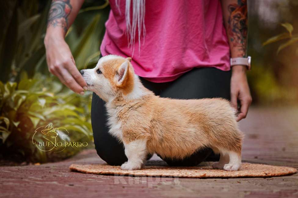 Собаки в Москве: коржики щенки Мальчик, 60 000 руб. - фото 3