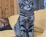 Кошки в Москве: Полосатый котик - юный мачо! Мальчик, Бесплатно - фото 2