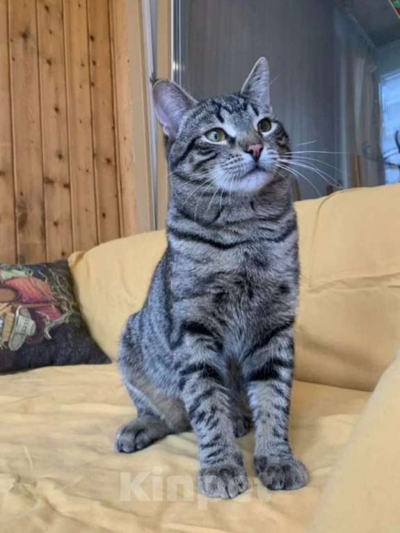 Кошки в Москве: Полосатый котик - юный мачо! Мальчик, Бесплатно - фото 2