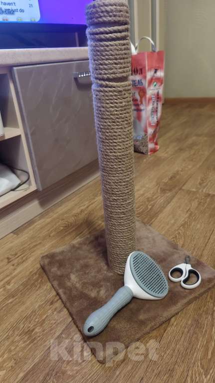 Кошки в Владимире: Отдам в добрые руки котёнка Девочка, Бесплатно - фото 3