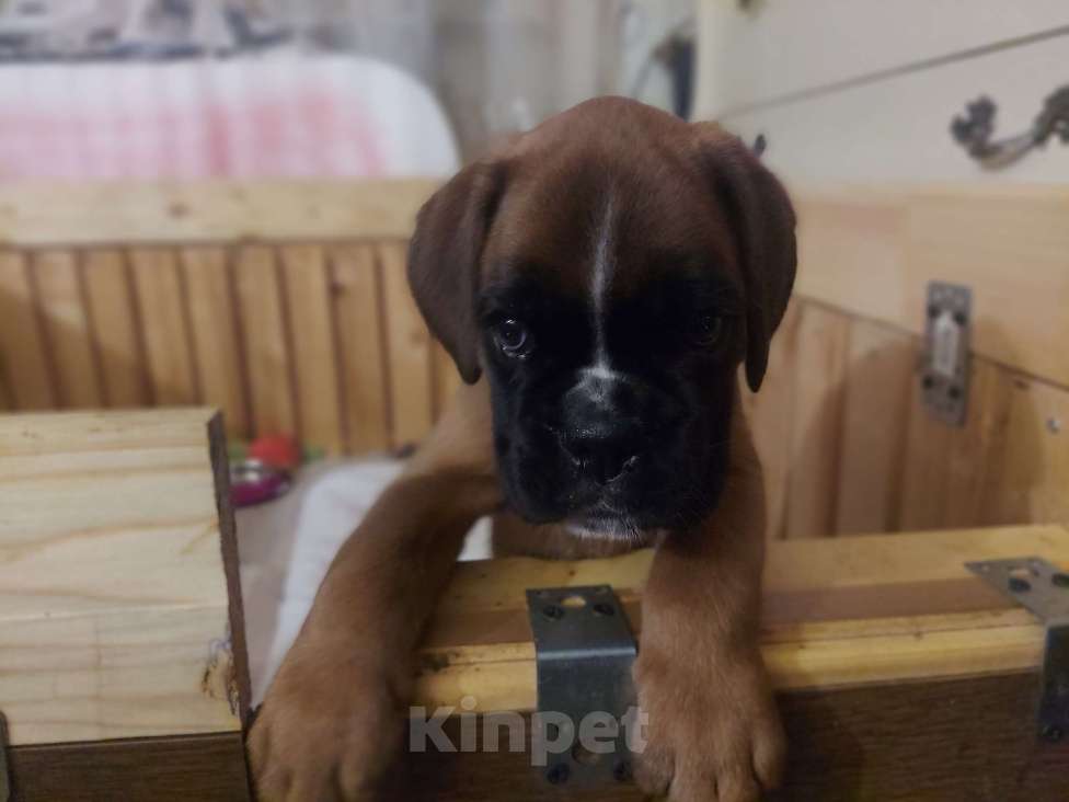 Собаки в Санкт-Петербурге: Клубный щенок немецкого боксера от титулованных родителей Мальчик, Бесплатно - фото 4