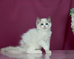 Кошки в Москве: Рэгдолл- котенок биколор Девочка, 70 000 руб. - фото 3