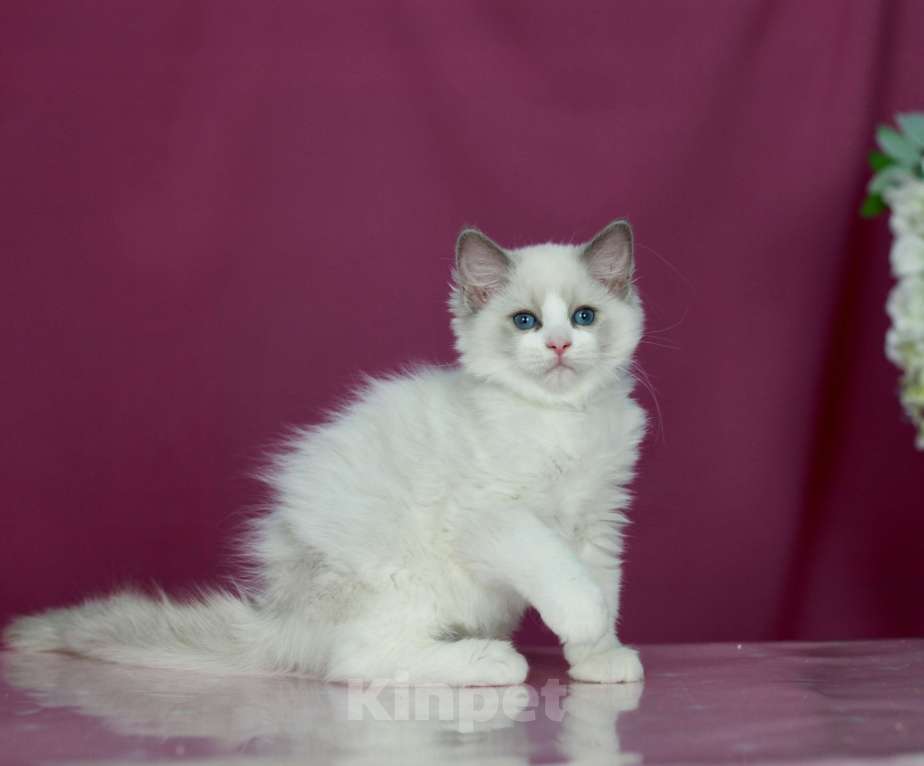 Кошки в Москве: Рэгдолл- котенок биколор Девочка, 70 000 руб. - фото 3