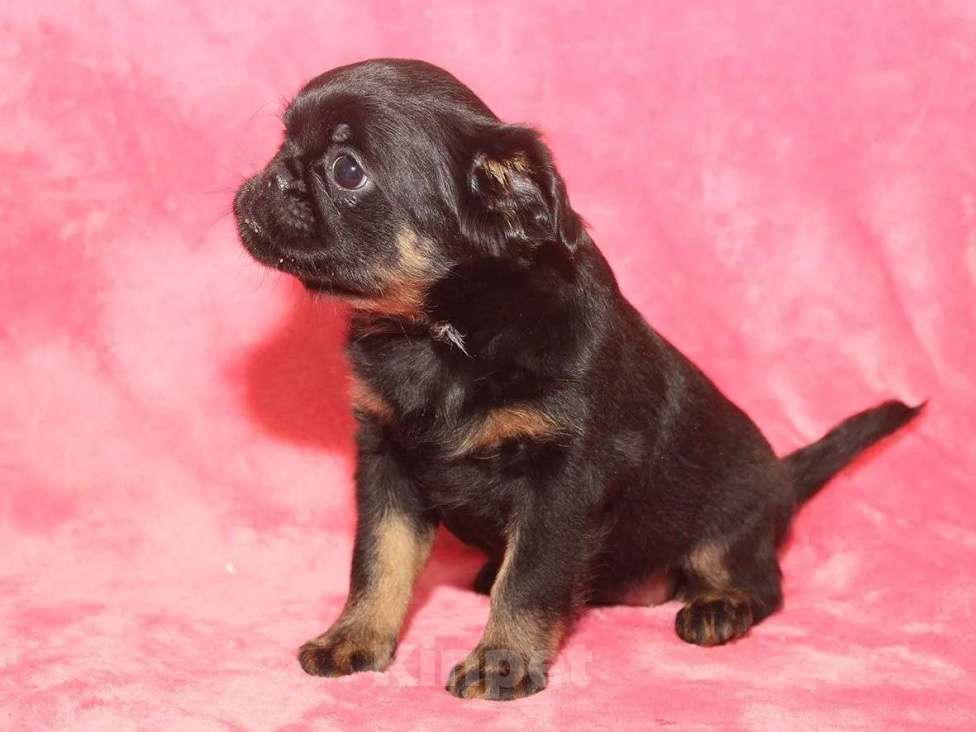 Собаки в Санкт-Петербурге: Маленькая принцесса Девочка, 80 000 руб. - фото 3