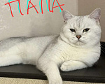 Кошки в Ставрополе: Шотландская серебрянная шиншила котенок Девочка, 11 999 руб. - фото 3