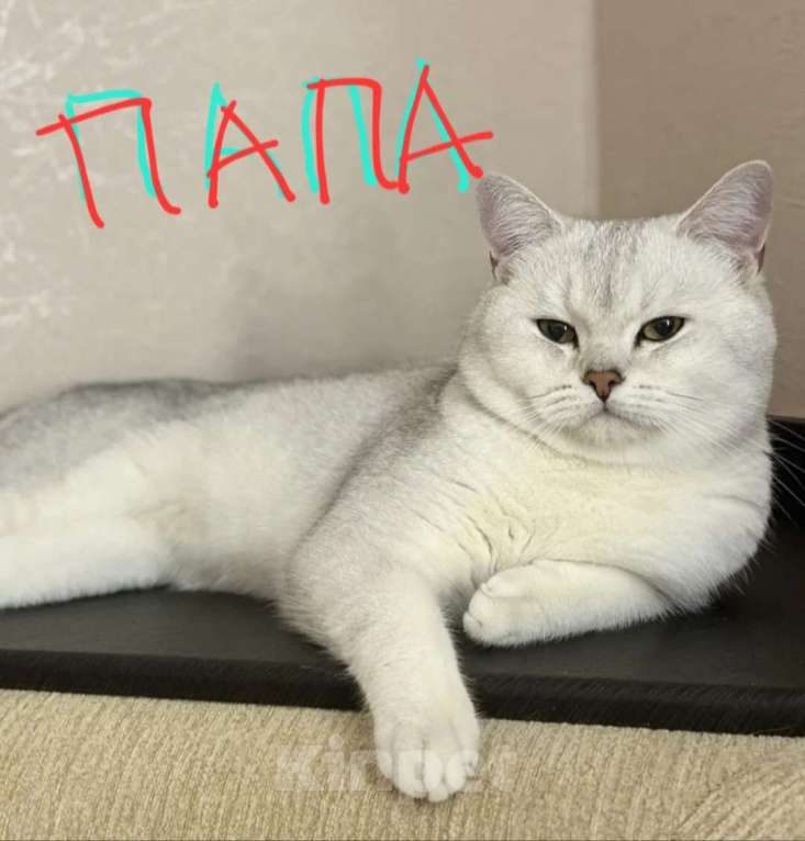 Кошки в Ставрополе: Шотландская серебрянная шиншила котенок Девочка, 11 999 руб. - фото 3
