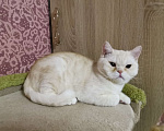 Кошки в Москве: Британский кот 1 год Мальчик, 10 000 руб. - фото 2