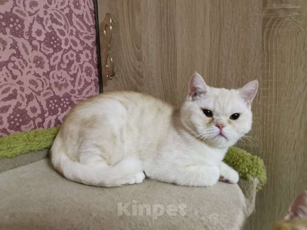 Кошки в Москве: Британский кот 1 год Мальчик, 10 000 руб. - фото 2