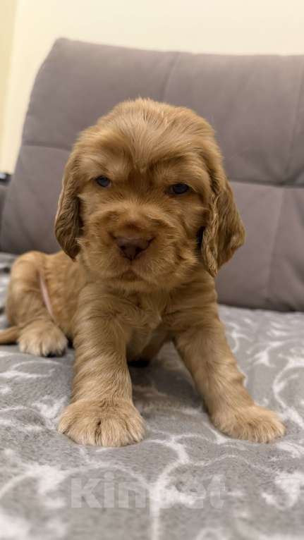 Собаки в Екатеринбурге: Английский кокер-спаниель Мальчик, 40 000 руб. - фото 8