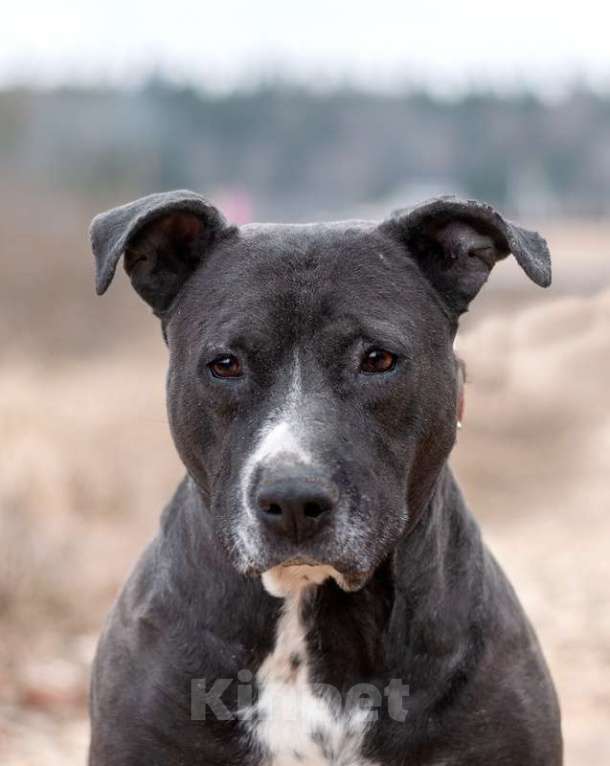 Собаки в Москве: Американский стаффордширский терьер Парс в приюте в дар Мальчик, 1 руб. - фото 5
