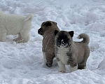 Собаки в Серпухове: Медвежата  Девочка, 15 000 руб. - фото 2