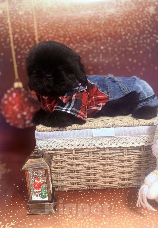 Собаки в Смоленске: Мальчик ши тцу окрас золото Мальчик, 30 000 руб. - фото 1