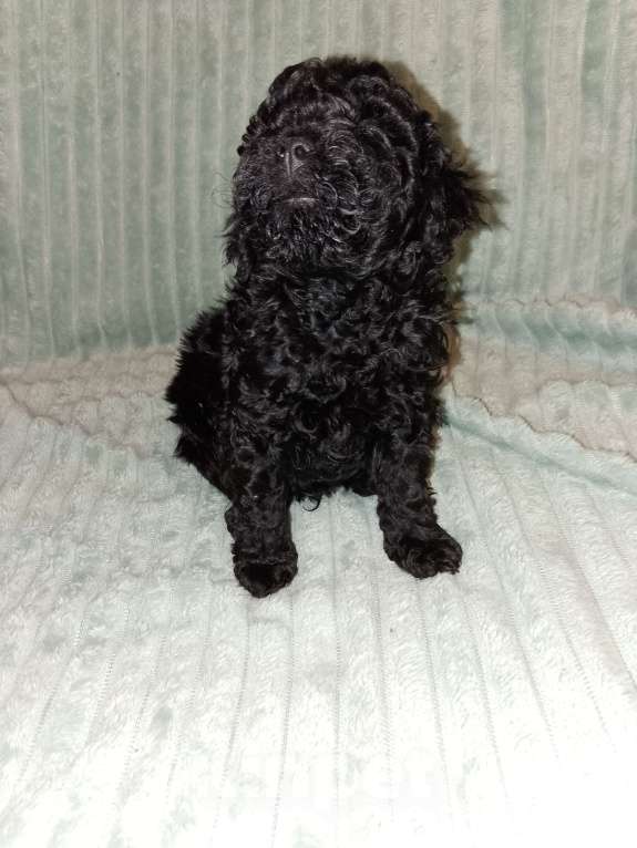 Собаки в Череповце: Щенки Той-пуделя Мальчик, 60 000 руб. - фото 1