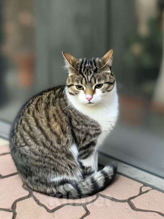 Кошки в Санкт-Петербурге: Капочка( стильная и очень умная красотка) Девочка, Бесплатно - фото 6