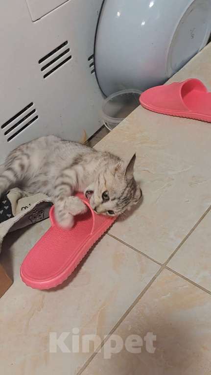 Кошки в Симферополе: Кошечка Буся ищет любящих хозяев) Девочка, Бесплатно - фото 6