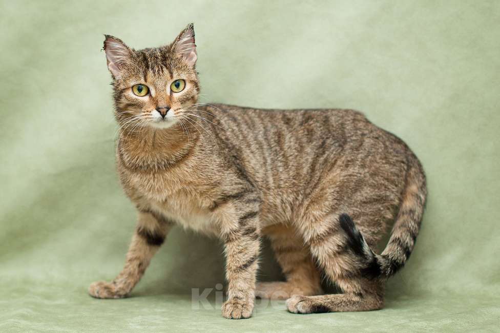 Кошки в Москве: Особенная кошечка ищет дом Девочка, Бесплатно - фото 3