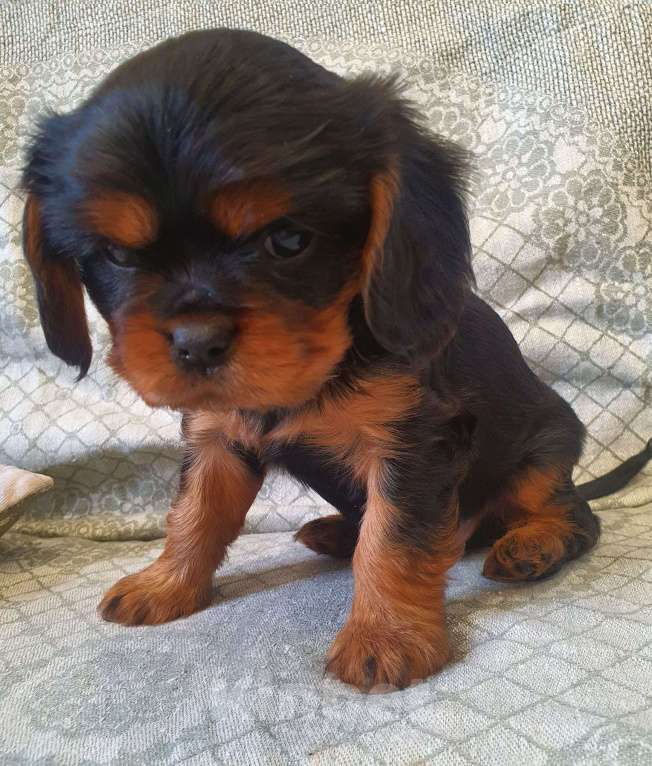 Собаки в других городах Московской области: Предлагаем вам стать владельцем щенка королевской породы Мальчик, 60 000 руб. - фото 4