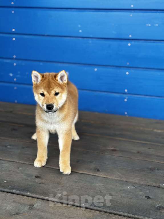 Собаки в Москве: Сладкая девочка Ринкайо Девочка, 80 000 руб. - фото 4
