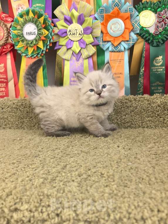 Кошки в Тюмени: Сибирские котята Девочка, 70 000 руб. - фото 4