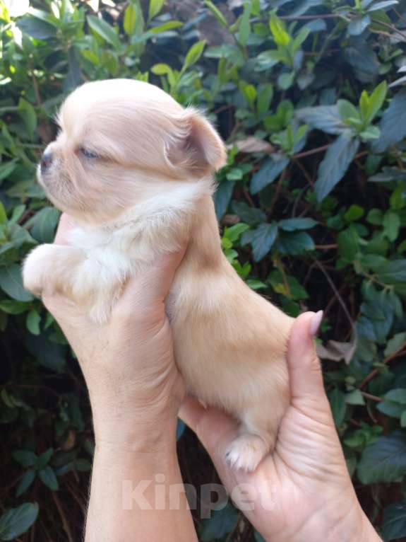 Собаки в Краснодаре: Щенки чихуахуа Девочка, Бесплатно - фото 8