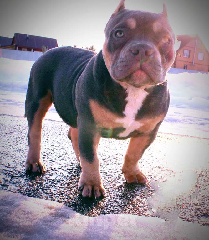 Собаки в Омске: Девочка американский булли Девочка, 100 000 руб. - фото 3